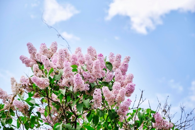 Takken roze lila op blauwe hemelachtergrond