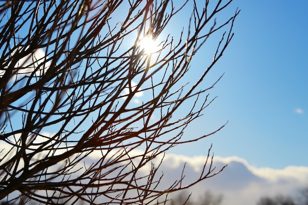 Takken tegen de blauwe hemel