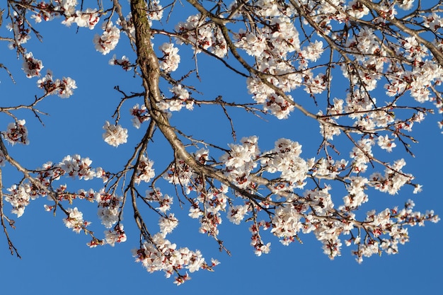 Takken van abrikozenboom in de periode van lentebloei met blauwe lucht op de achtergrond.