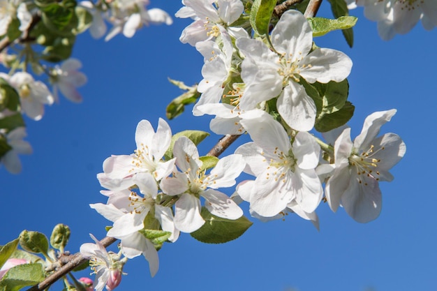 Takken van appelboom in de periode van voorjaarsbloei met blauwe lucht op de achtergrond. Selectieve focus op bloemen.