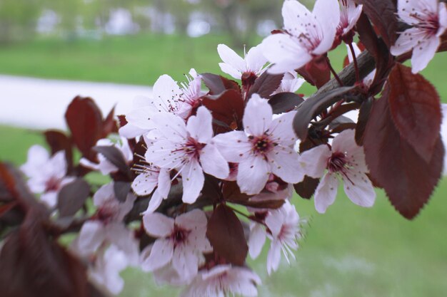 Takken van bloeiende boom close-up