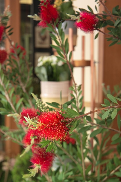 Takken van bloeiende Callistemon Callistemon is een geslacht van struiken in de familie Myrtaceas