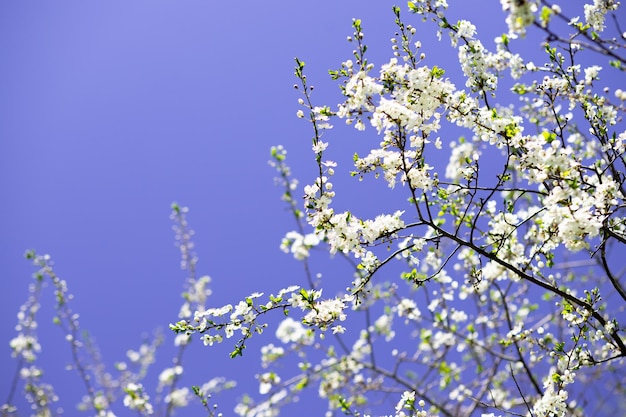 Takken van bloeiende kersen macro met zachte focus op zachte lichtblauwe hemelachtergrond in zonlicht Mooi bloemenbeeld van de lente natuur panoramisch uitzichtLente dag Kersenbloei