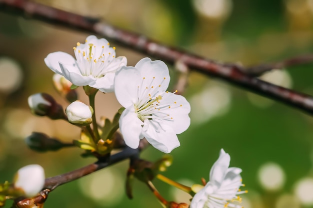 Takken van bloeiende kersenboom