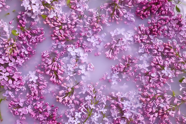 Takken van bloeiende lila drijven in melk Kopieer ruimte plat lag zomerstemming