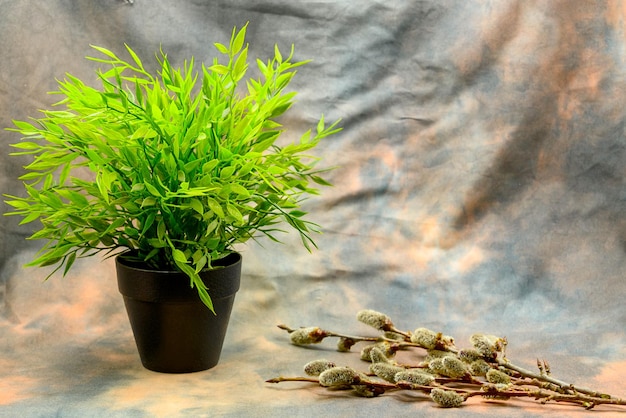 Takken van bloeiende wilg en een bloem in een pot op een abstracte achtergrond