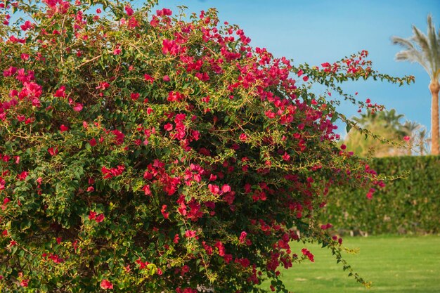 Takken van bloemen roze bougainvillea