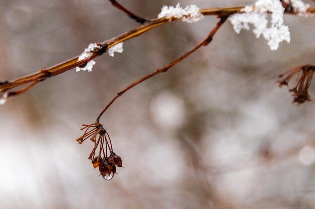 Takken van bomen bedekt met sneeuw en waterdruppels