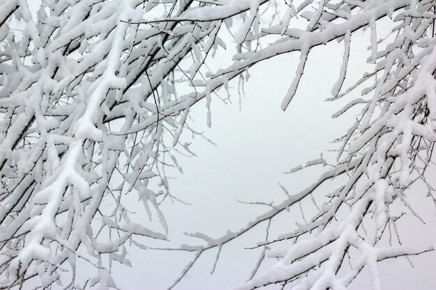 Takken van bomen bedekt met sneeuw in de winter