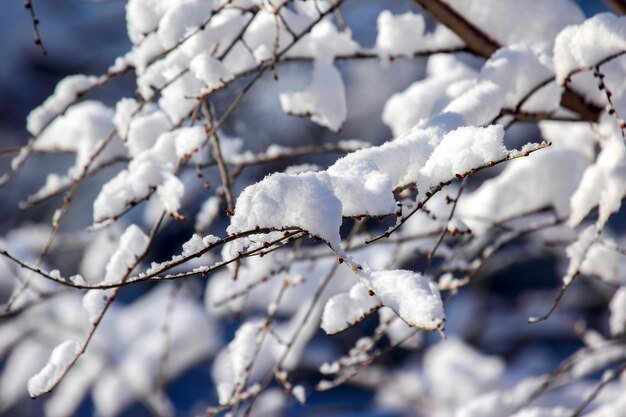 Takken van bomen bedekt met sneeuw in de winter