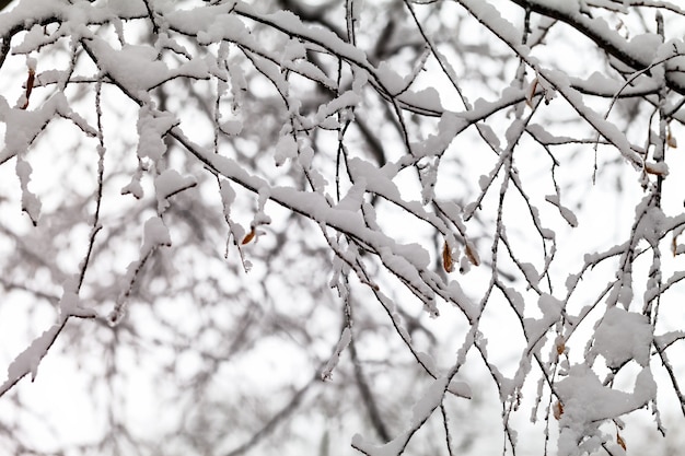 Takken van bomen in de sneeuw.