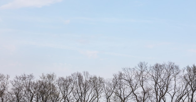 Takken van bomen tegen de achtergrond van een prachtige lucht