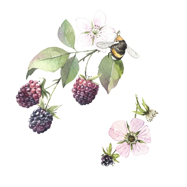 Takken van bramen Bessen aquarel hand getekend botanische illustratie Geïsoleerde witte achtergrond