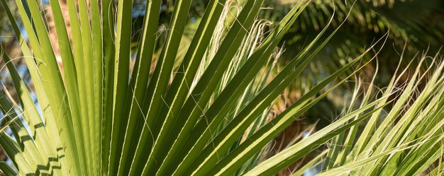 Takken van dadelpalmen onder de blauwe hemel in de zomer