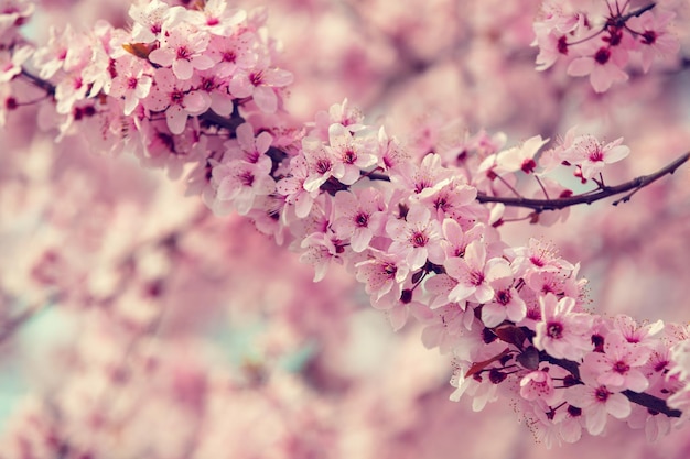 Takken van de bloeiende kersenboom Natuurlijke lente achtergrond