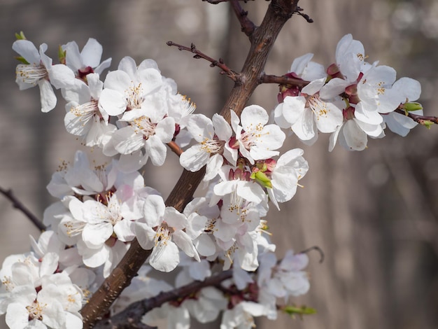 Takken van de lente bloeiende appelboom met onscherpe achtergrond Selectieve aandacht