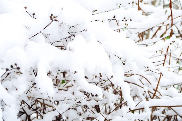 takken van de struik bedekt met sneeuw