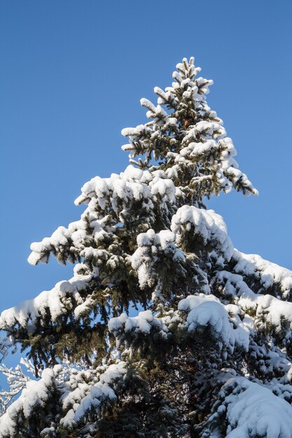 Takken van dennenboom bedekt met sneeuw in het stadspark in de winter met blauwe lucht op de achtergrond