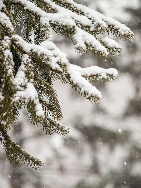 Takken van dennenboom bedekt met sneeuw in het stadspark