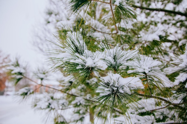 Takken van dennenboom met sneeuw