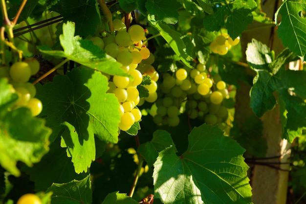 Takken van druiven plant op boerderij in ochtendzon