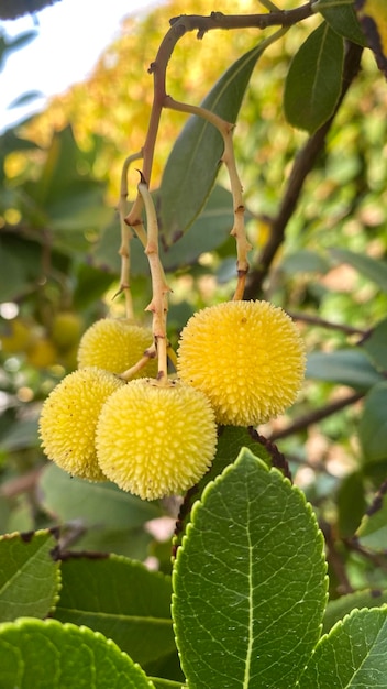 Takken van een aardbeiboom met vers fruit