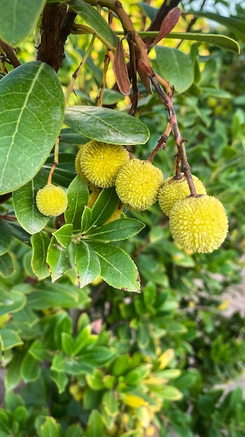 Takken van een aardbeiboom met vers fruit