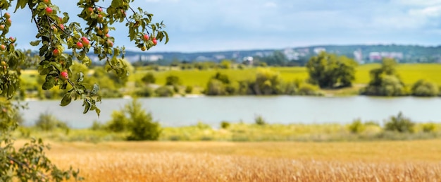 Takken van een appelboom met rijpe appels in de buurt van een tarweveld met een rivier