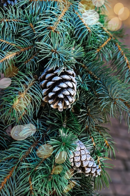 Takken van een blauwe kerstboom met kegels zijn versierd met witte verf voor het nieuwe jaar