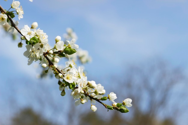 Takken van een bloeiende boom tegen de bloemen van de luchtkersenpruim