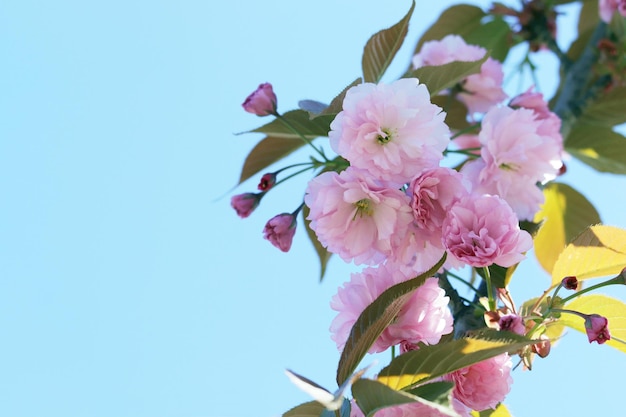 Takken van een bloeiende Japanse kers op een achtergrond van blauwe lucht in een park lente