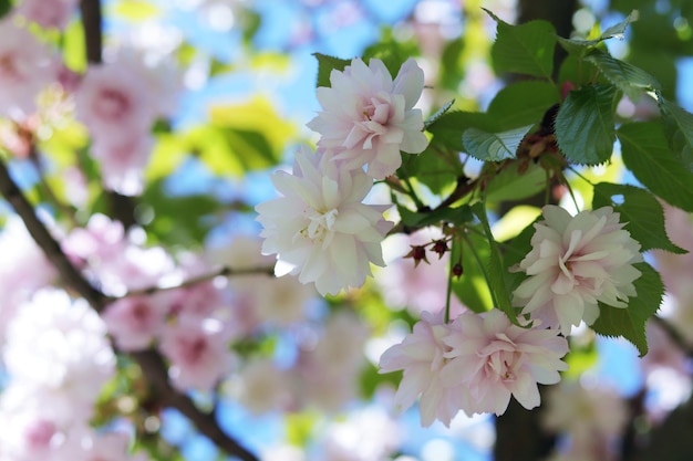 Takken van een bloeiende Japanse kers op een achtergrond van blauwe lucht in een park