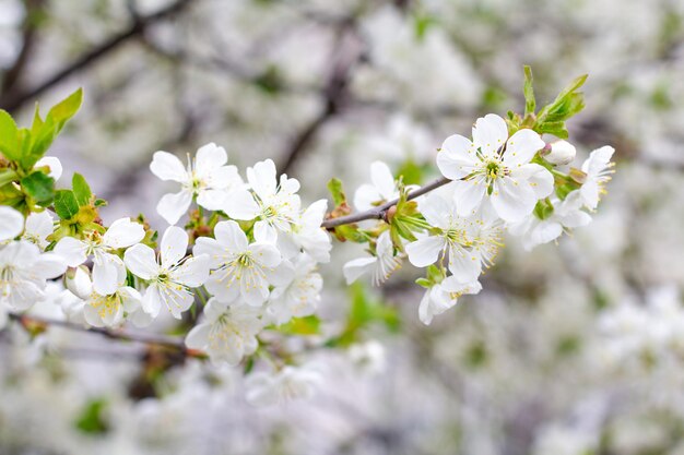 Takken van een bloeiende kersenboom in de boomgaard