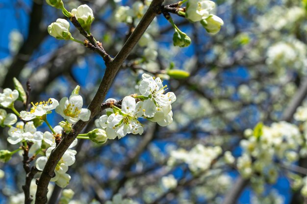 Takken van een bloeiende kersenboom met bloemknoppen tegen een blauwe hemel. Lente bloeiende tuinen. Horizontale foto.