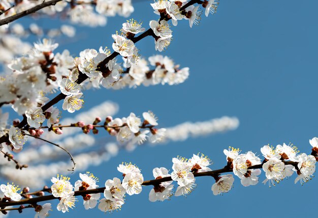 Takken van een bloeiende wilde appelboom