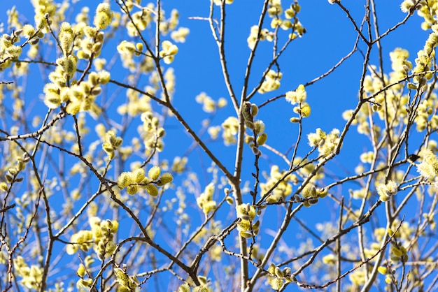 Takken van een bloeiende wilg tegen de blauwe hemel als achtergrond