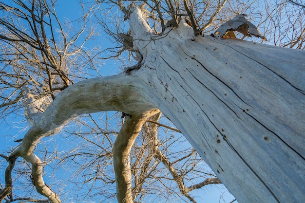 Takken van een dode boom