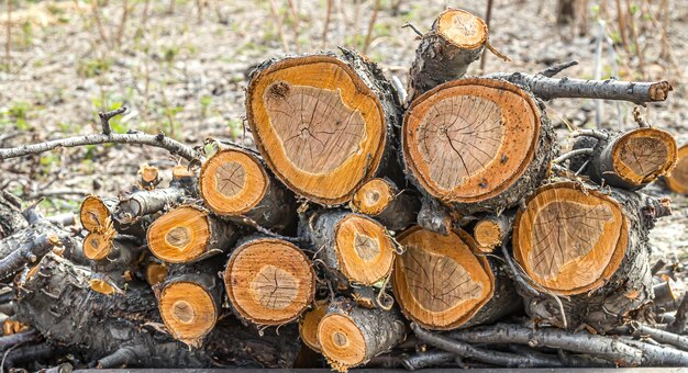 Takken van een gekapte boom gestapeld in een stapel brandhout of houtsnippers voor de ketel Besnijdenis stukken boomstammen van hardhout schors in de stralen van een heldere ondergaande zon Abstracte natuurlijke foto