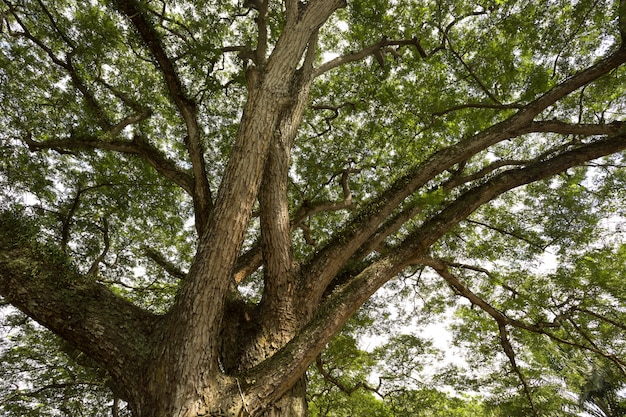 Takken van een grote boom met groene bladeren