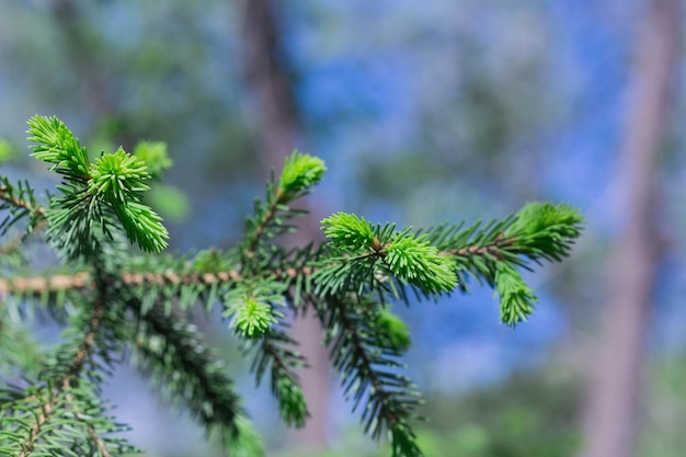 Takken van een jonge dennenboom met kleine kegels