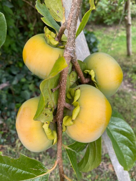 Takken van een kakiboom vol kaki's Kaki's rijpen aan de boom