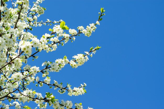 Takken van een kersenboom die met witte bloemen tot bloei komt tegen een heldere blauwe hemel. Selectieve aandacht. Lente achtergrond, lente, natuur ontwaken. Horizontale foto.