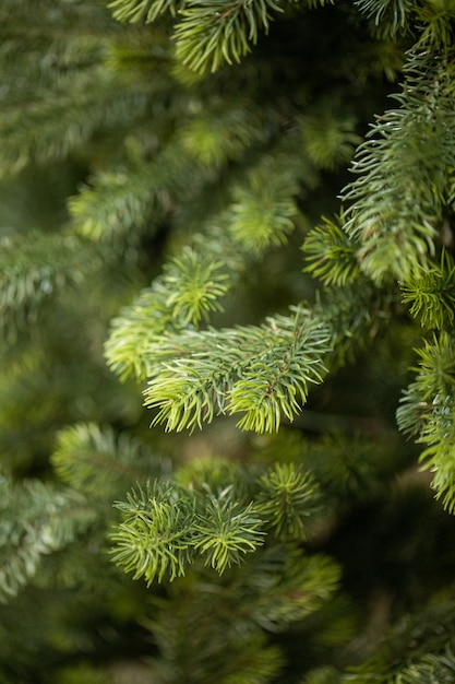 takken van een kerstboom met guirlandes