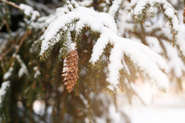 Takken van een kerstboom met kegels bedekt met sneeuw