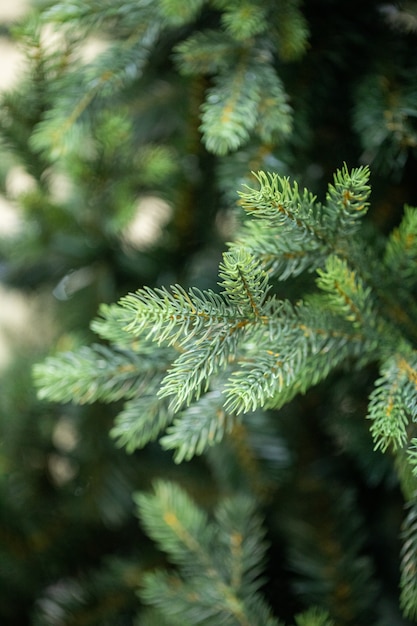 Foto takken van een kerstboom