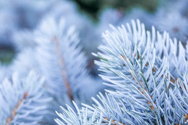 takken van een mooie blauwe spar of dennen close-up mooie winterachtergrond met kopieerruimte voor