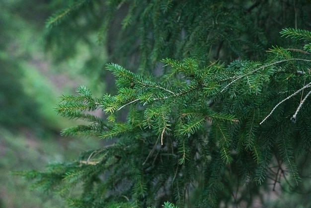 Takken van een naaldboom close-up in een somber bos