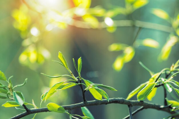 Takken van een peer met jonge bladeren Lente natuur achtergrond