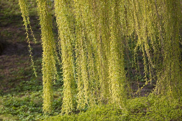 Takken van een treurwilg Veel groene gekrulde takken