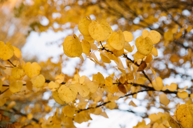 Takken van gele herfstbladeren in het park